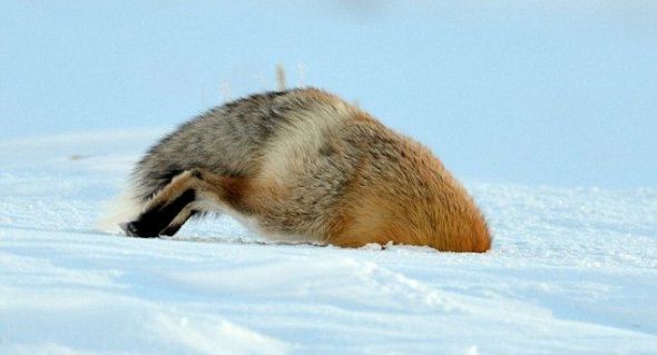 令赤狐感到失望的是，此次“潜雪”捕鼠最终以失败告终