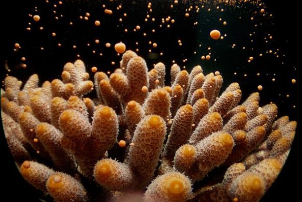 珊瑚虫产卵