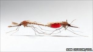  英国培育出无精蚊子 阻止疟疾传播