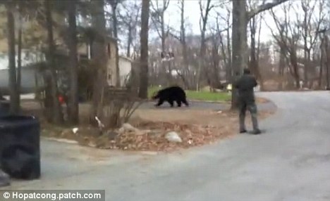 美国新泽西州一头黑熊竟然跑到一房屋地窖里冬眠。