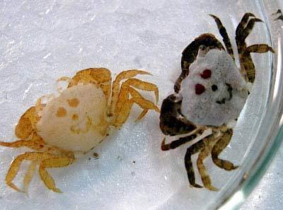 日本鸟羽市水族馆一只壳上长有人脸图纹的螃蟹(右)趴在它刚刚蜕下的壳边。这只奇特的螃蟹是一名八岁男孩在海边捉到后交给水族馆的。