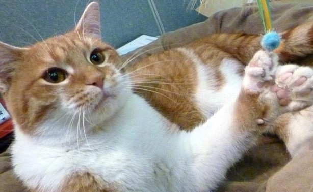 患有多指症的丹尼尔共有26个脚趾，比正常的猫咪多出8个（来源：英国媒体）
