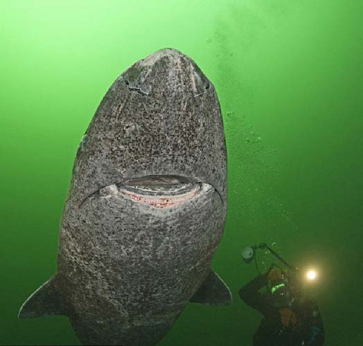 格陵兰鲨为体形最大的鲨鱼之一，可以在水下600米深处生活。