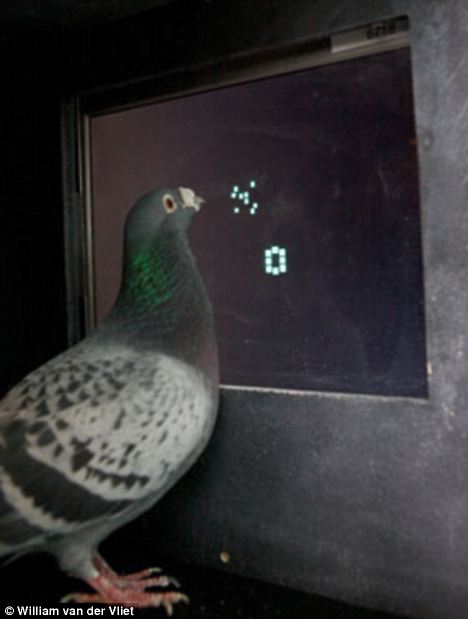 鸽子也能数数！研究证明其具备识别抽象数字能力