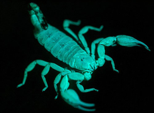蝎子的外壳能够发送信息，因此蝎子的整个身体就是一个巨大的眼睛，可以确保它们有效地找到避难所