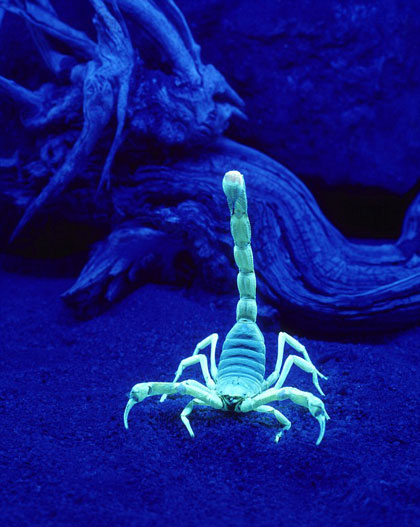 在荧光下的蝎子：奥克拉荷马大学生物学家道格拉斯-加菲恩研究调查这种神秘荧光性，发现蝎子能够使用尾巴探测光线