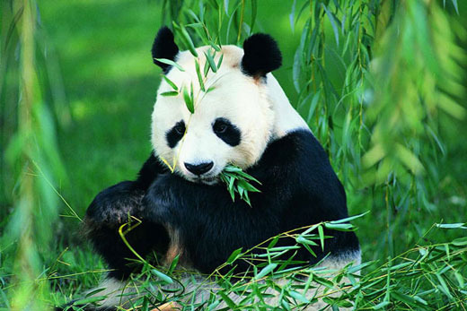 参考消息网1月12日报道 中国11日将6只大熊猫放归“半野外”环境，外媒称，这是迄今为止用人工养殖的大熊猫增加这一濒危种群数量的最雄心勃勃的努力。