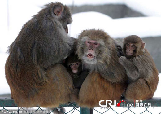 2012年1月11日，印度斯利那加，猴子一家在零下的温度下抱在一起取暖。图片来源：CFP