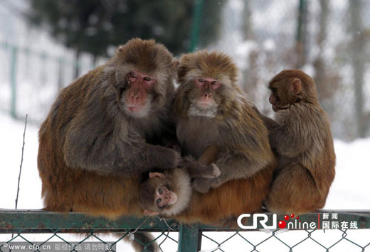 2012年1月11日，印度斯利那加，猴子一家在零下的温度下抱在一起取暖。图片来源：CFP