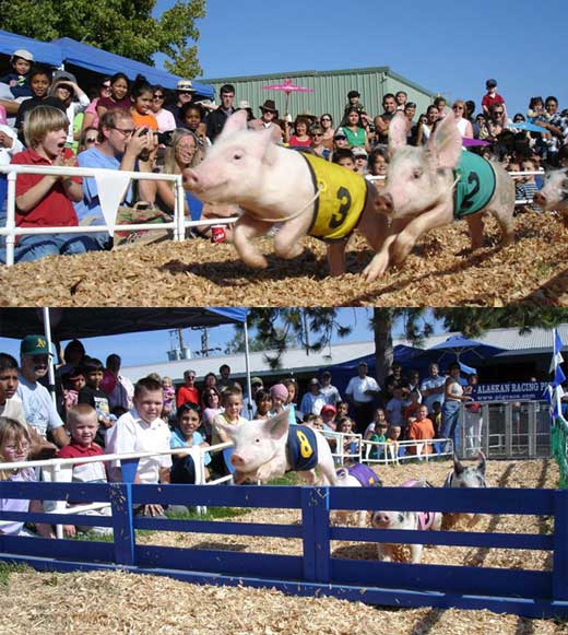 2012年1月20日，美国马特诺莫县，小猪竞速赛。