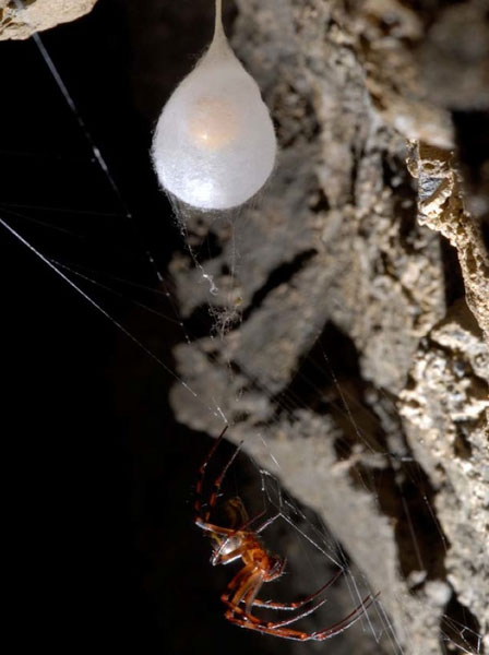欧洲洞穴蜘蛛用丝制作卵囊保护幼小的后代。
