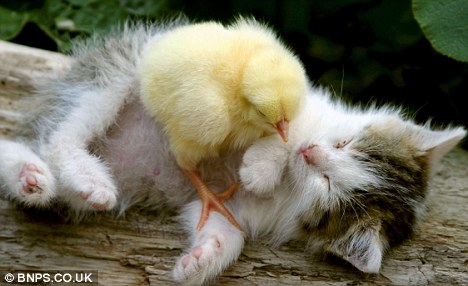 小猫和小鸡成为亲密朋友，一同吃睡玩耍，片刻不分离。