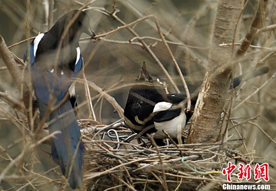  2月28日北京春意渐浓，一对喜鹊在闹市的高大乔木枝间用就近啄取的枝桠与钢筋、电缆等建材构筑崭新的爱巢，以哺育后代。中新社记者 任晨鸣 摄