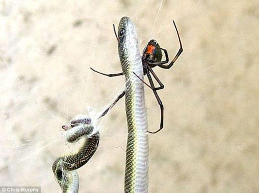 该蜘蛛为“棕按钮”，虽然致命性没有“黑寡妇”大，但是同样很危险