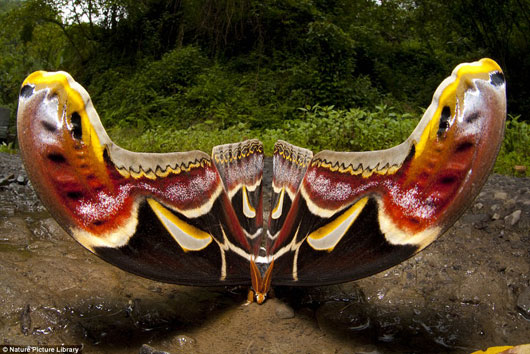 摄影师Sandesh Kadur 慢慢靠近这只巨大的乌柏大蚕蛾(Atlas Moth)