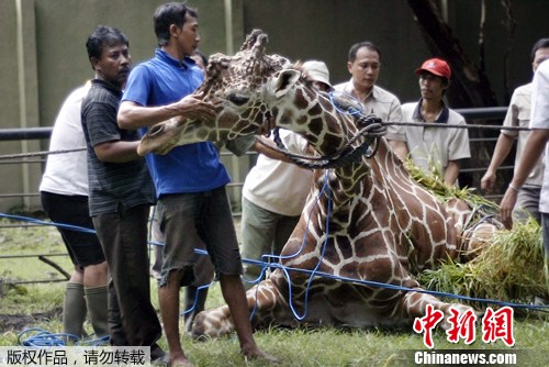 印度尼西亚东爪哇省首府泗水市一座动物园内一只高龄长颈鹿1日过世。印尼当局3日公布尸检结果，在长颈鹿胃中发现20公斤的塑料残余物。