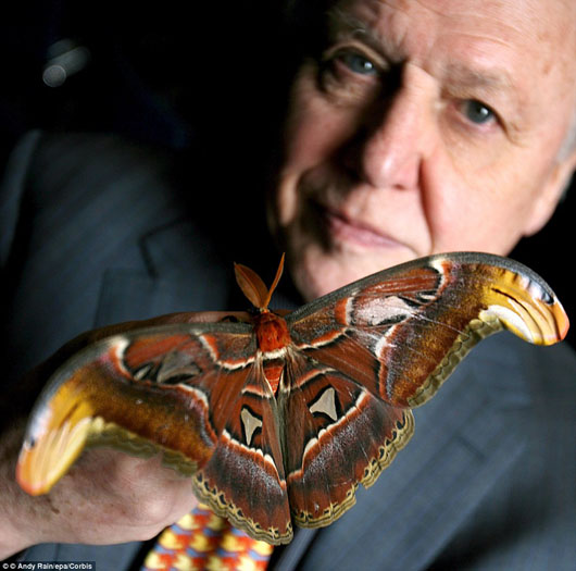 David Attenborough拍摄的照片显示，这只乌柏大蚕蛾翼展可达25厘米