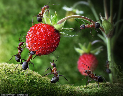这群蚂蚁在野外采摘鲜美的“水果”。