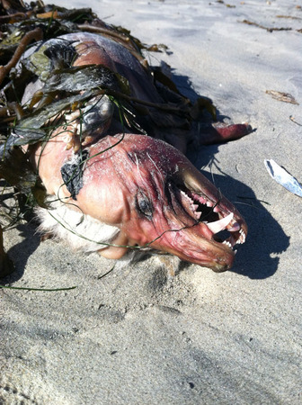 美国加州圣迭戈太浩湖岸边发现的怪物尸体，酷似传说中的吸血怪兽