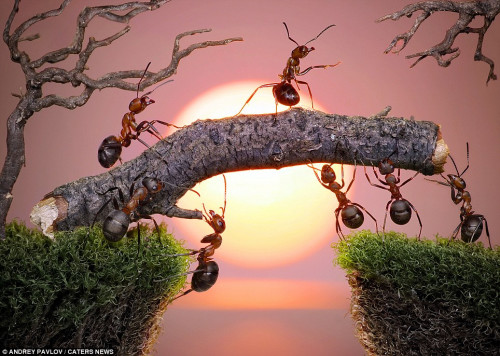 照片中，这群蚂蚁在修建跨越峡谷的“天桥”。