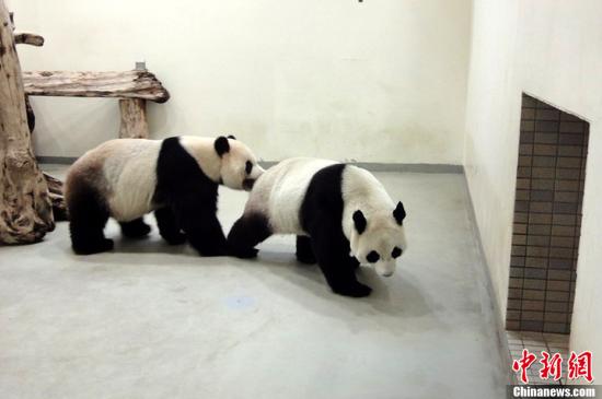 资料图：今年2月12日，台北市立动物园发布新闻稿称，为了培训两只大熊猫“团团”、“圆圆”相处互动的经验，在发情行为还没完全消退期间，将不定时短暂停展，俟机培训。图为“团团”、“圆圆”在进行互动。台北市立动物园供图