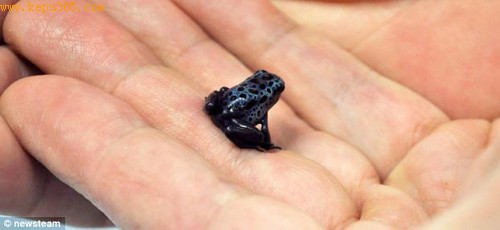 成年体蓝色毒箭蛙体长仅2.5厘米