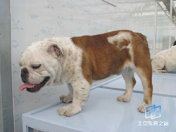 �������ͼ