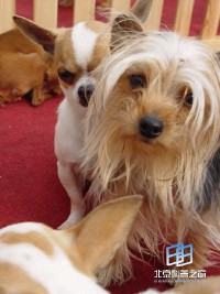 �������ͼ