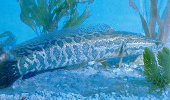 ����,����