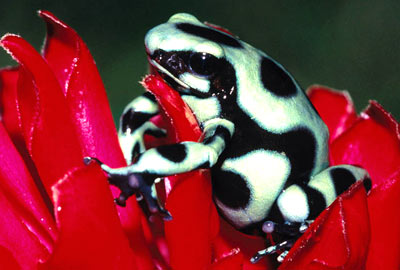 �ҿ����ܶ��԰��أ����ؿ������Ա���ʳ����(ͼ)