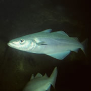 �Ƽ�ʱ��_Ӣ�о��������ů��������������������(ͼ)