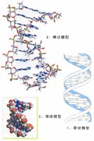 DNA���ӽṹ��˫����ģ��