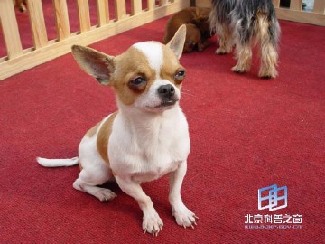 �������ͼ