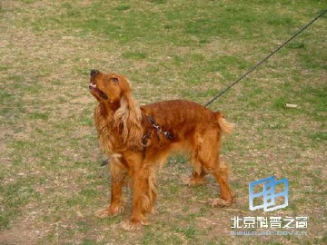 �������ͼ