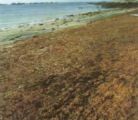 ����Χͷ����ʯ����