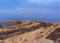 ������ʯ̲����״������������ֳƺ���̲