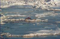 �ҹ������������ϵĺ���