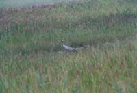 ���պ����ߵ�«έ��