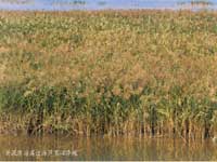 λ��³�ս��紦�ĺ����壬�ϲ�����ɳӰ�죬�ذ�������ɫ��ǳ��