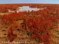 ��������صļ���ֲ������