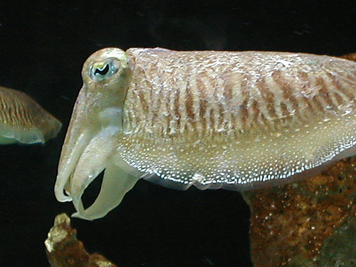 ī,