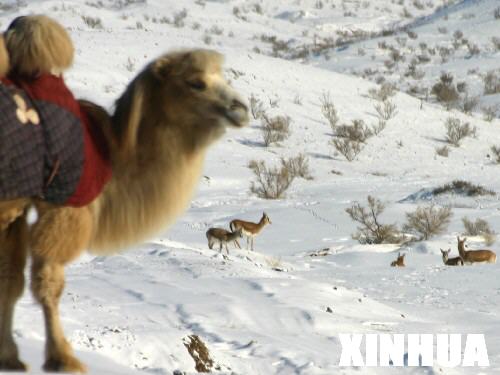 �½���Ұ������