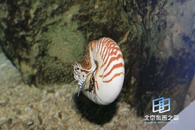 ���������ʯ