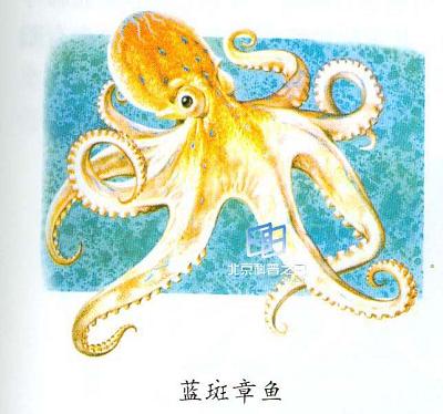 章鱼的进犯