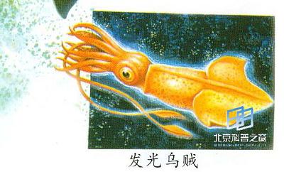 章鱼的记忆力