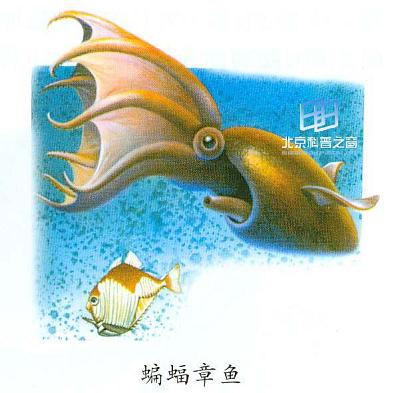 章鱼的条件反射