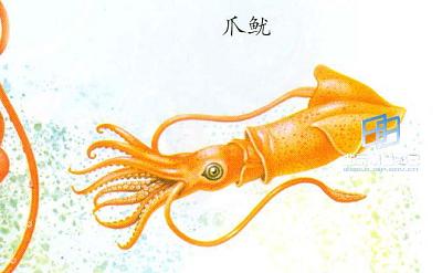 章鱼应成为人类的朋友
