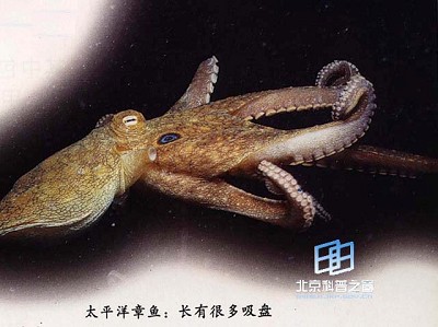 章鱼上陆旅行