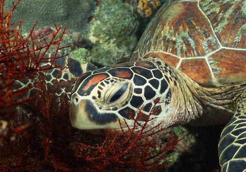 �����ش�