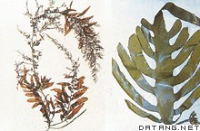 左:褐藻门海蒿子 右:褐藻门昆布